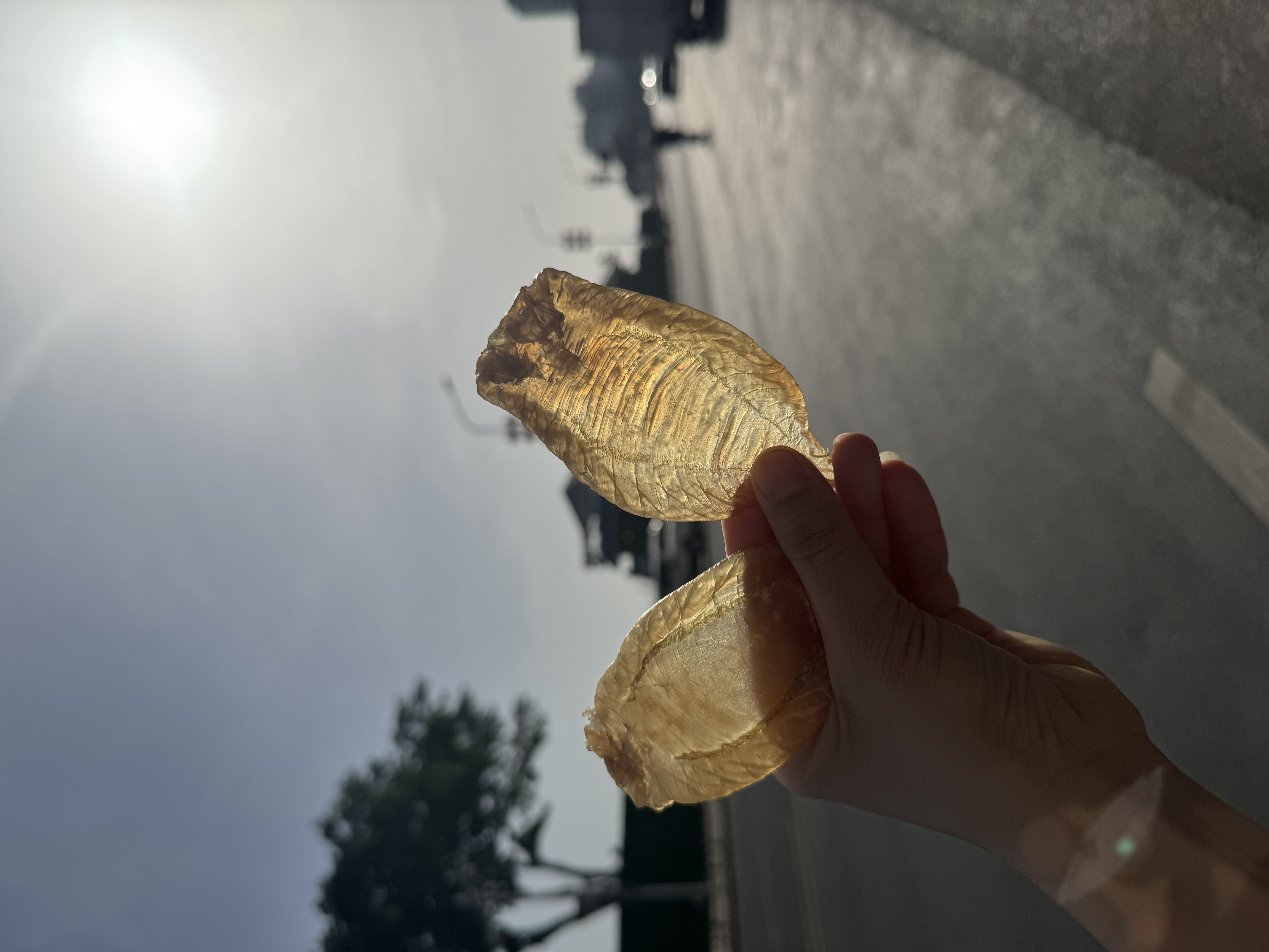 【年年滋补】31头本港白花胶胖嘟嘟备孕月子孕期产后术后滋补佳品