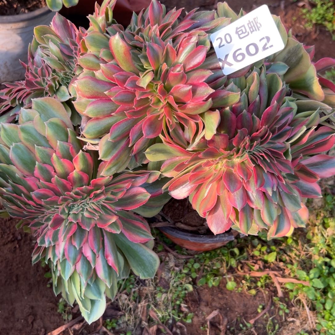 602红秀缀，满20包邮