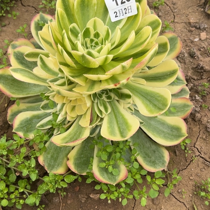 2.2-123玉姿多肉5