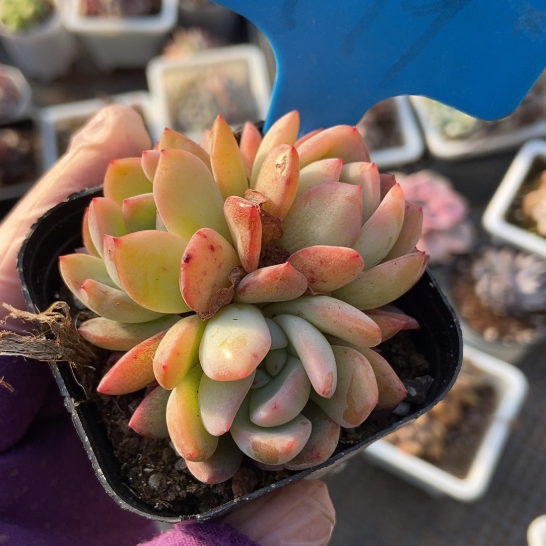 799全明星多肉植物