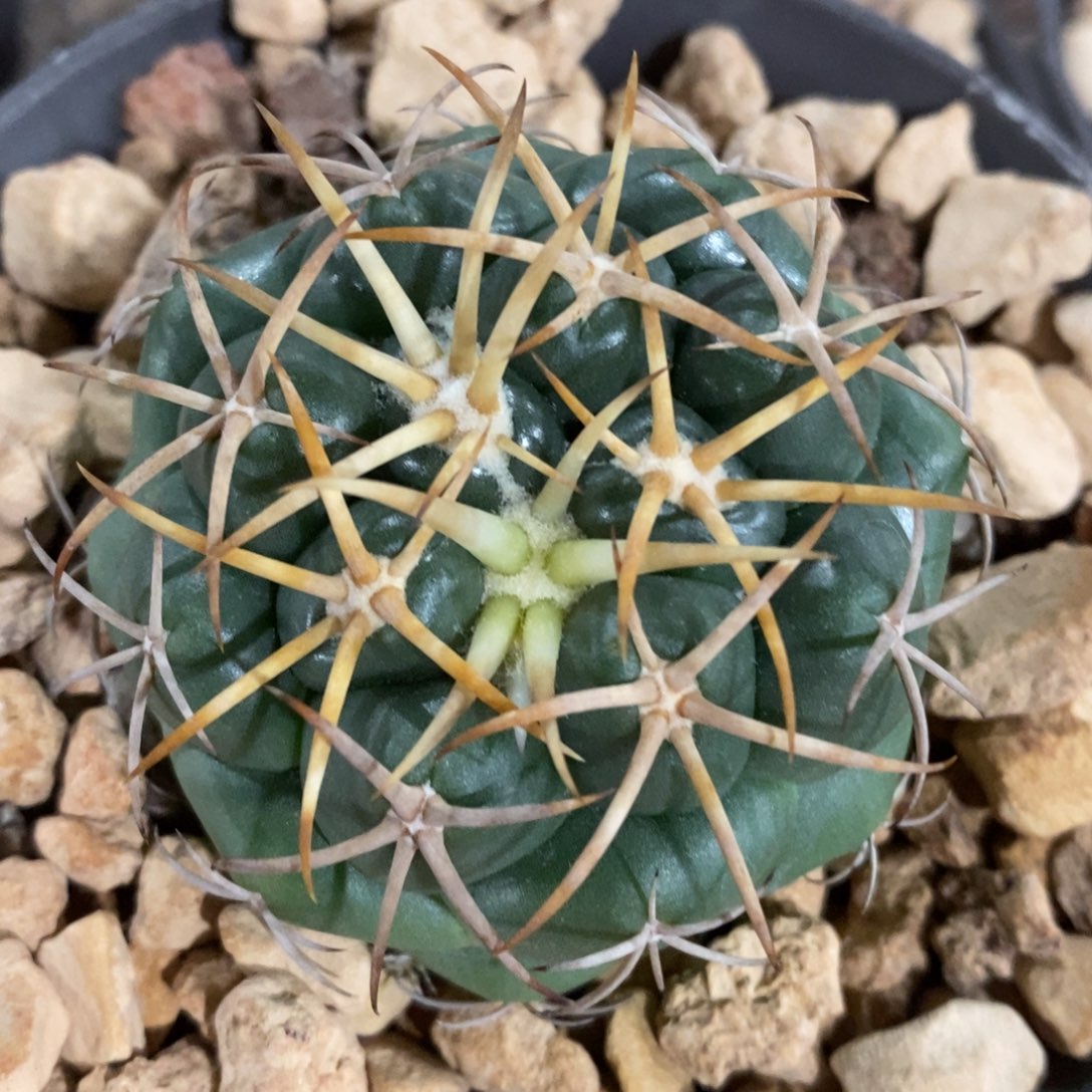 仙人球实生安宅象牙5.6cm