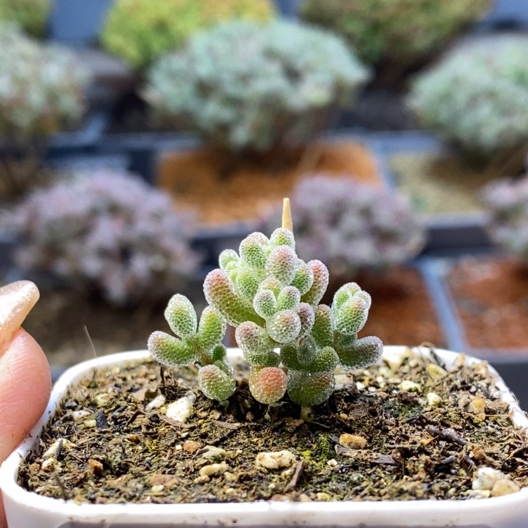 160实生优选冰晶枝干番杏多肉