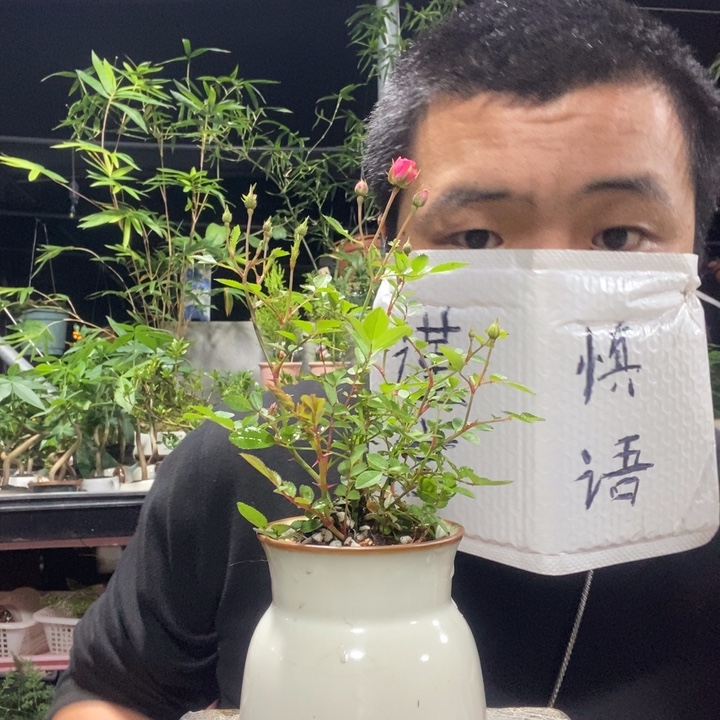 以实际为准盆景绿植盆栽75 
