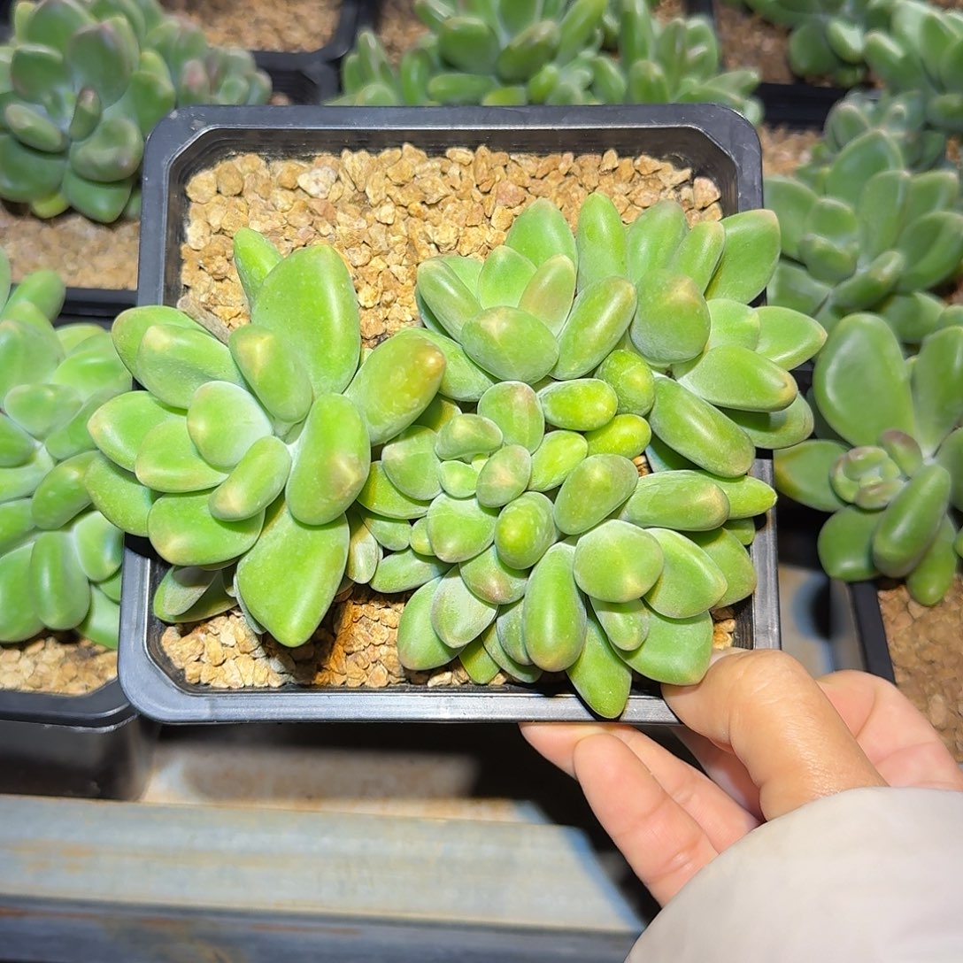 芒果奶精控无砍小群生