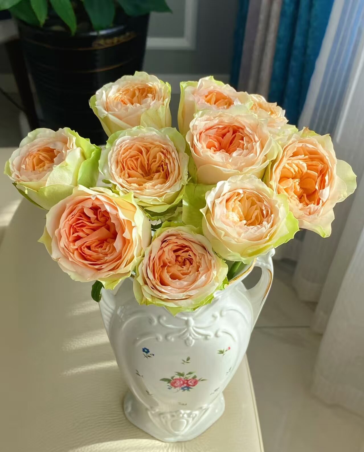 漫月眉玫瑰   相同地址任意两单送配草一束