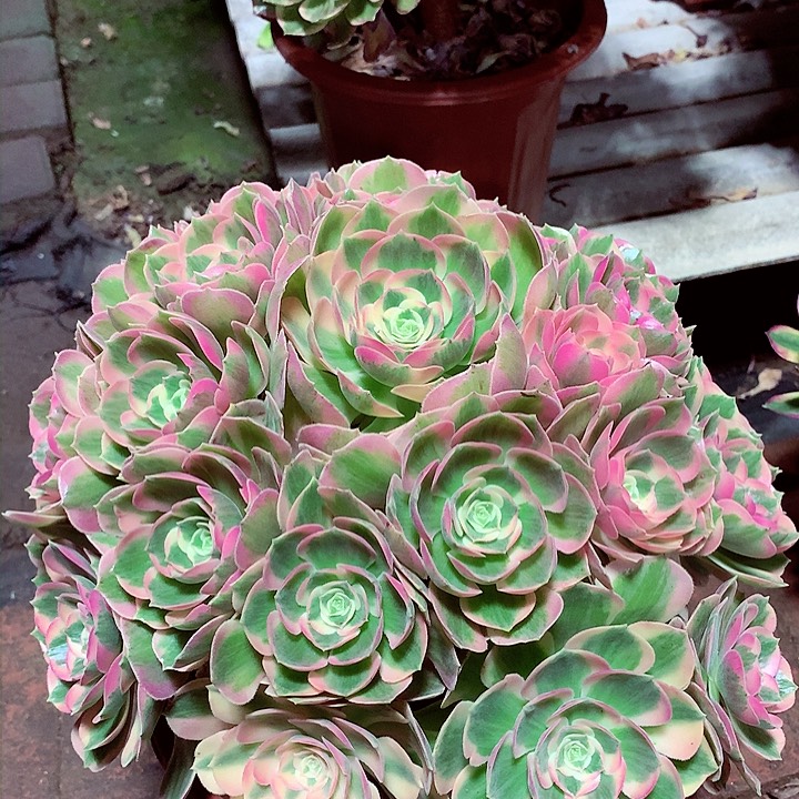 粉女郎，多肉植物