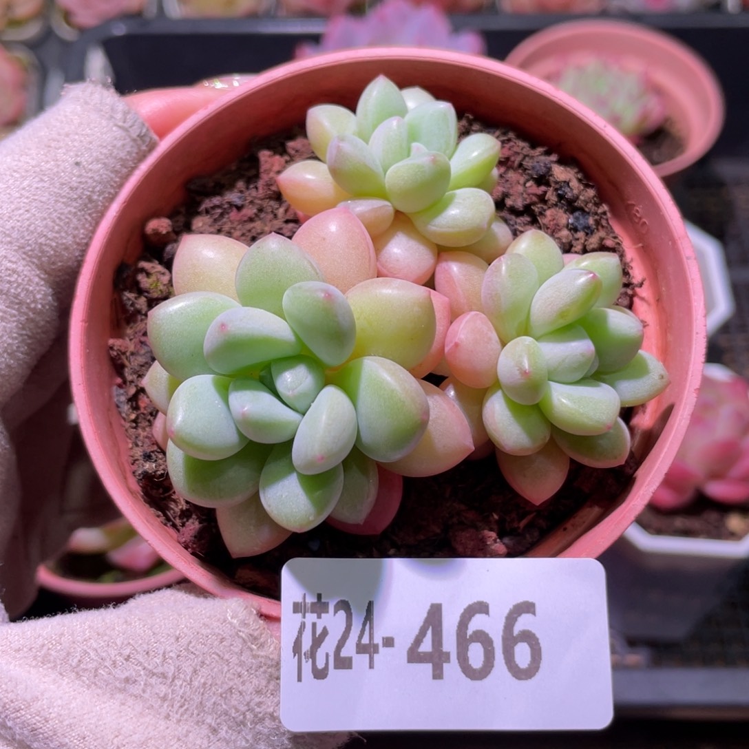 花利美24-466泡泡糖