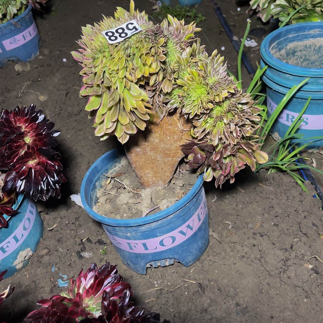 法师法师15-43包邮法师