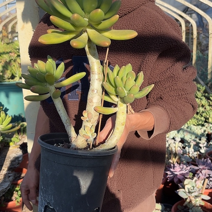 一物一拍多肉植物金蝉211号