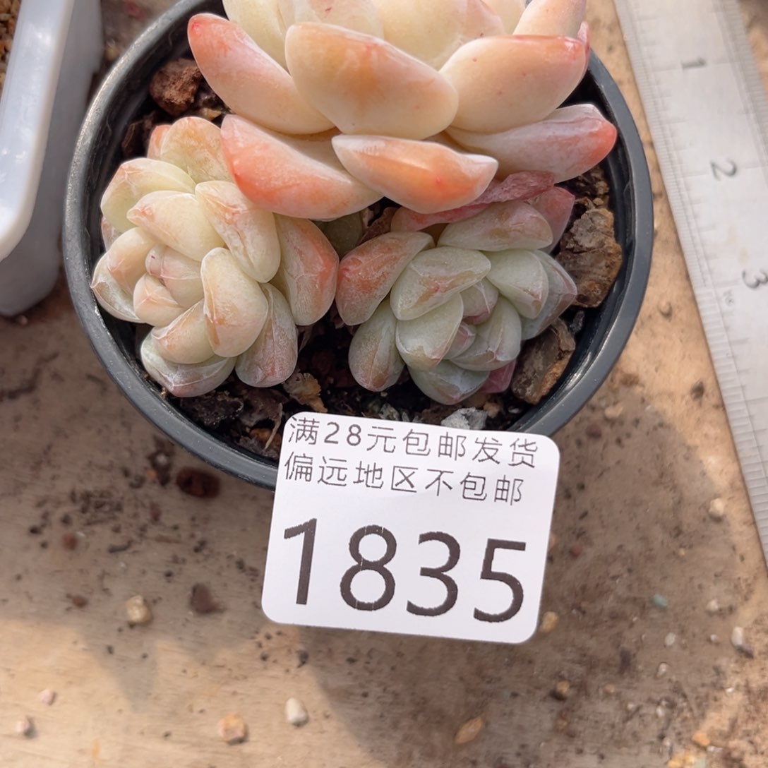 静*大1835/）x h c j f k d j g j j