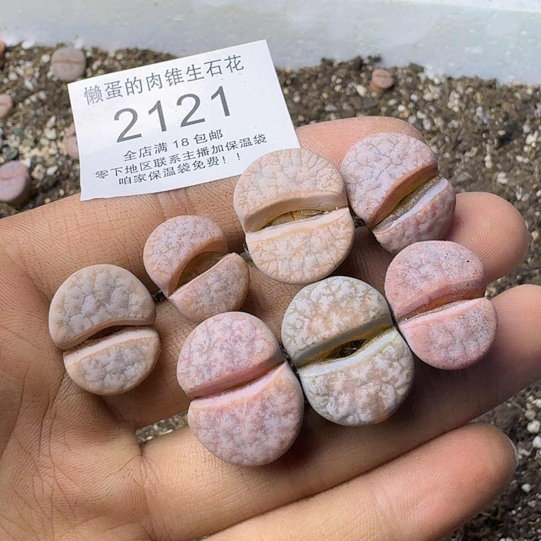 2121 哈哈哈哈哈哈哈哈哈哈