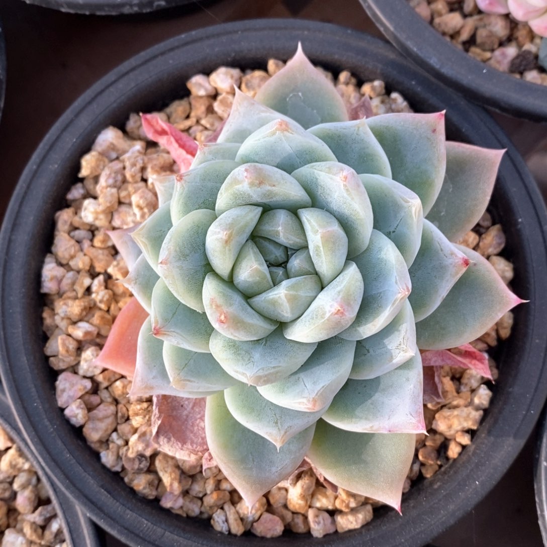 精品多肉一物一拍不包整47