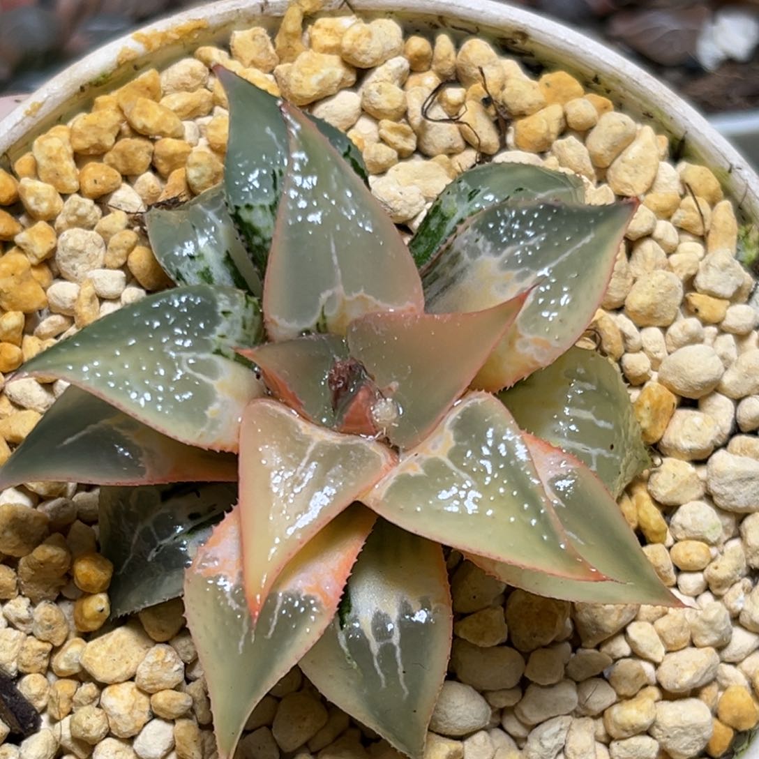 恭喜发财大吉大利0042