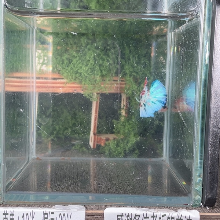 斗鱼活体不退不换 谢谢