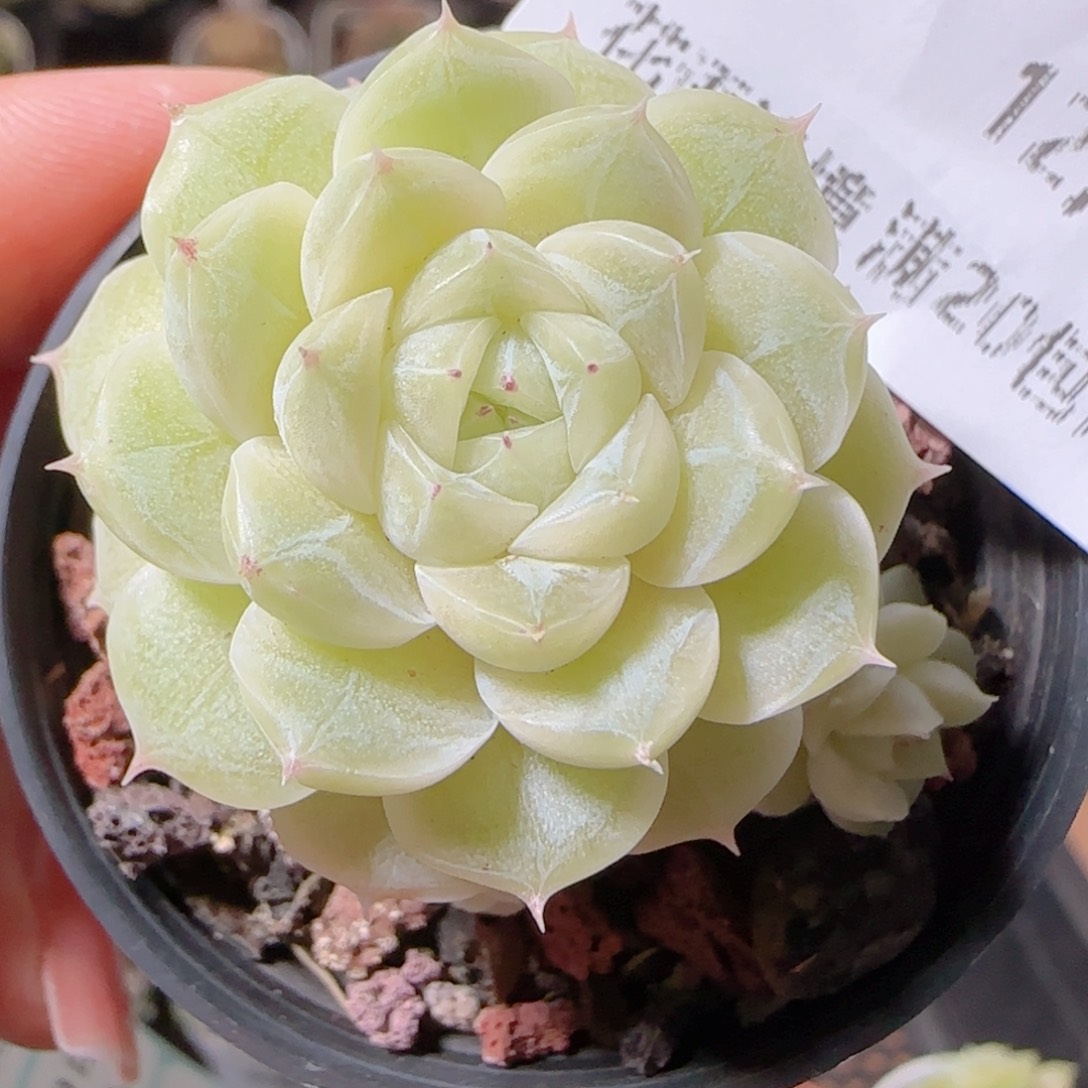 ****空花语多肉1209-79散