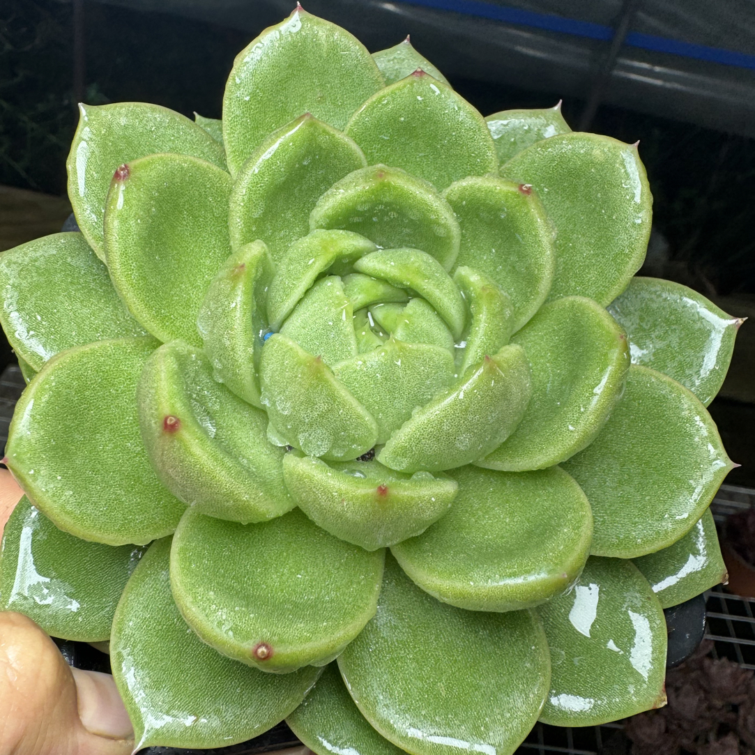 白玫瑰脱土发货满15包邮不满到付