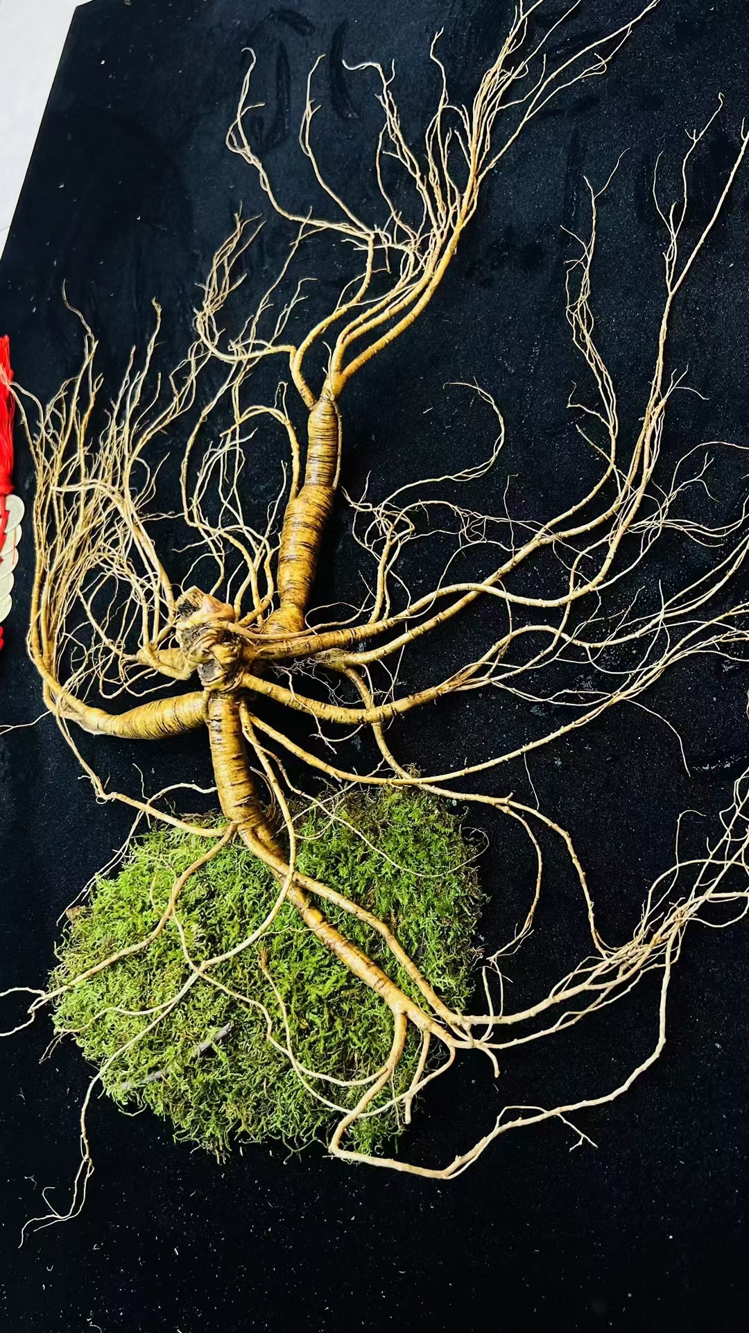 长白山林下新鲜人参直播间一物一拍链接