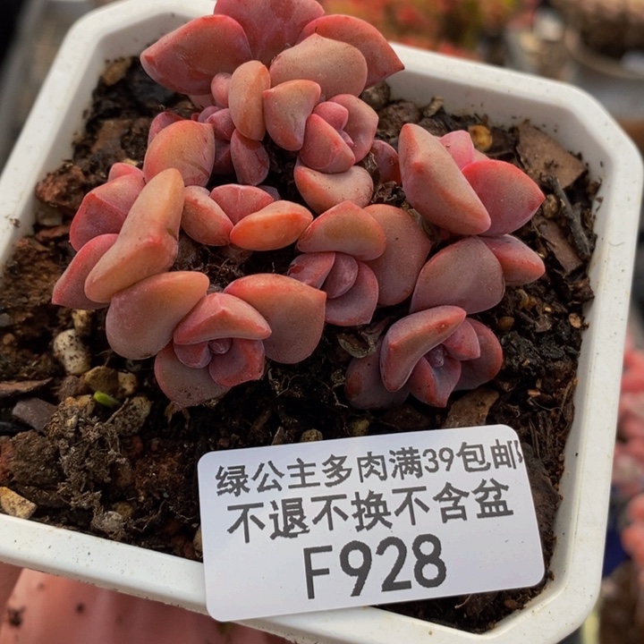 彩虹糖6cm928多肉植物