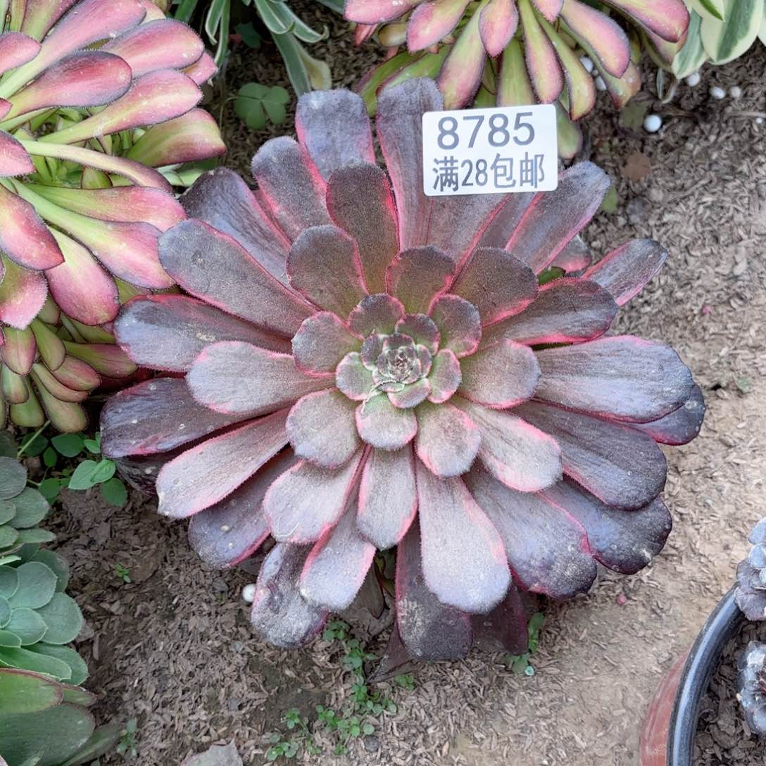 C 8785火烧云多肉