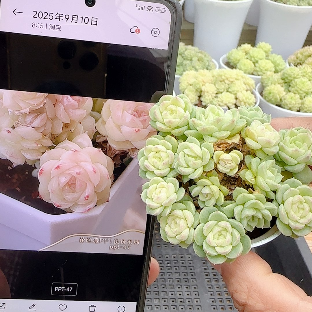 【闪购商品】1021-56（ppt-47）