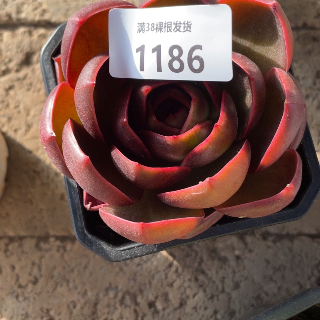 1186红灯单头多肉植物一物一拍