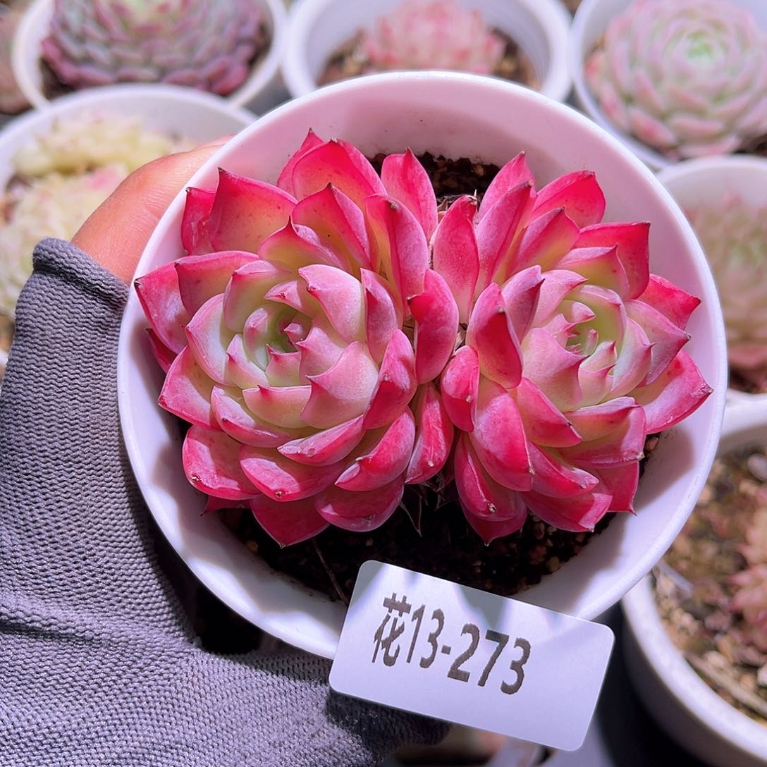 花13-273粉水晶双头