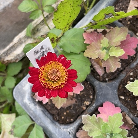 完全开放小菊15个品种无售后