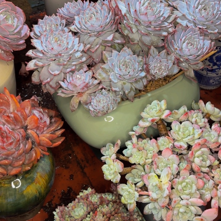 屏***所老桩精品肉肉粉蓝鸟带盆