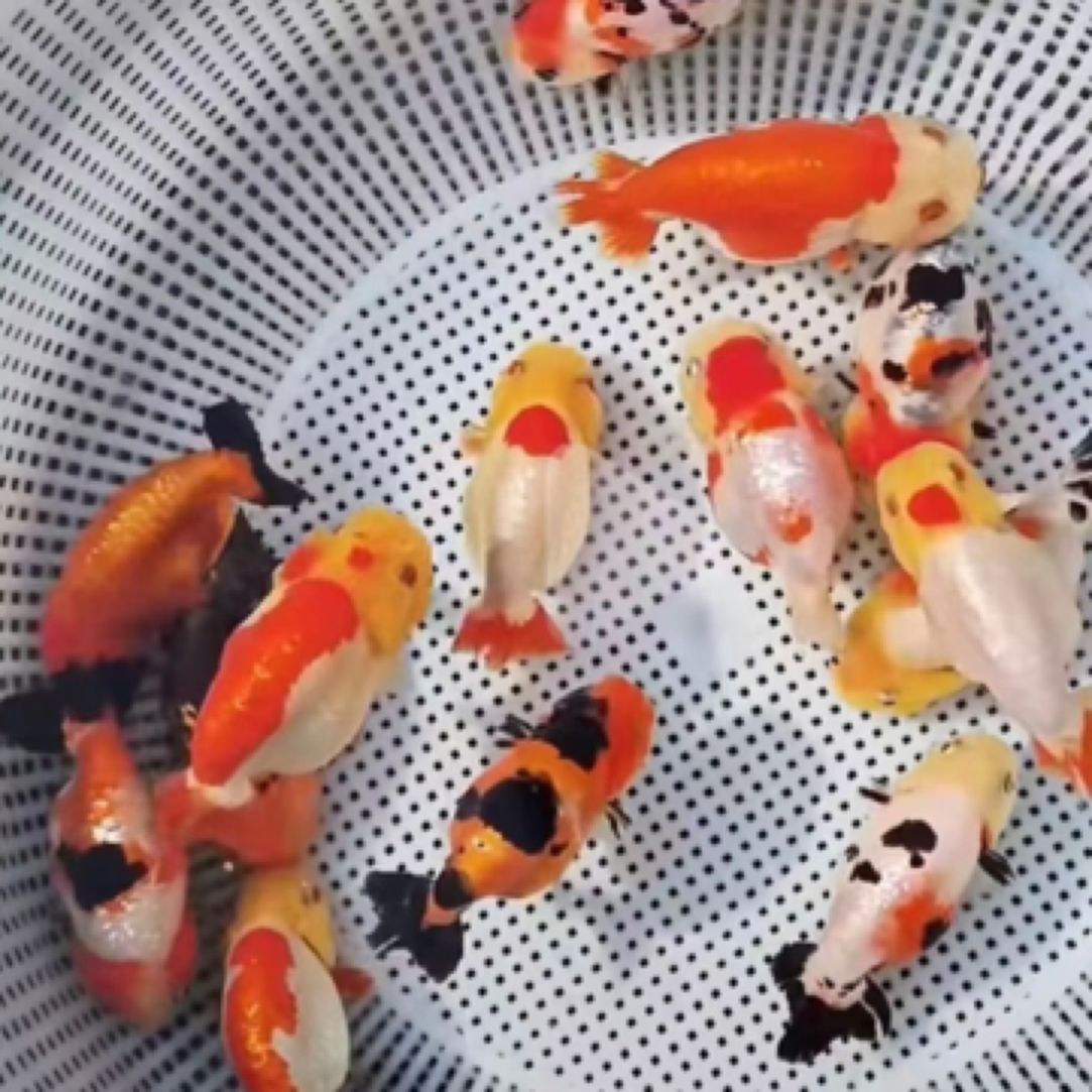 【精品金鱼】11尾 好养耐活 可混养 包邮 4-6cm精品混搭