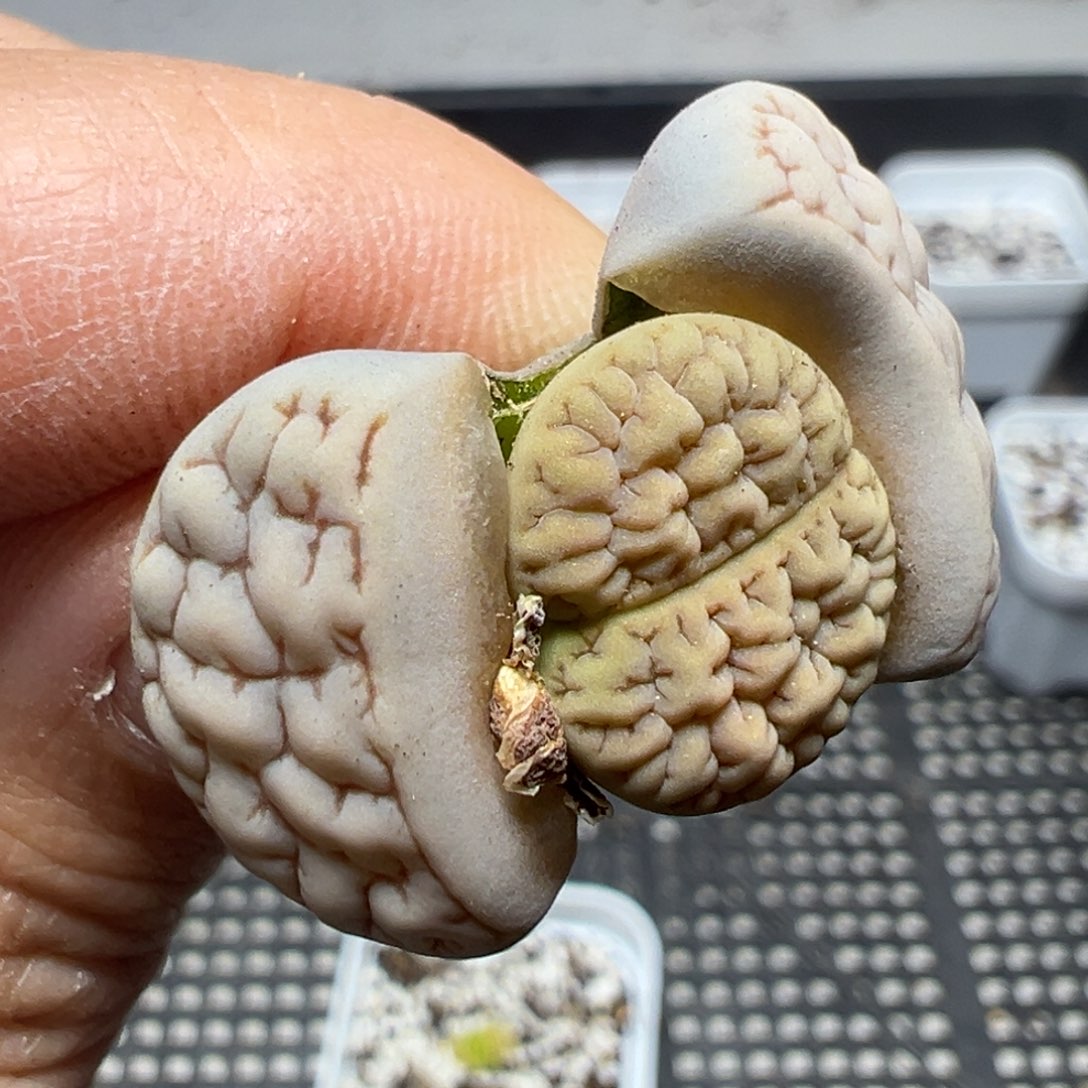 【闪购商品】212……