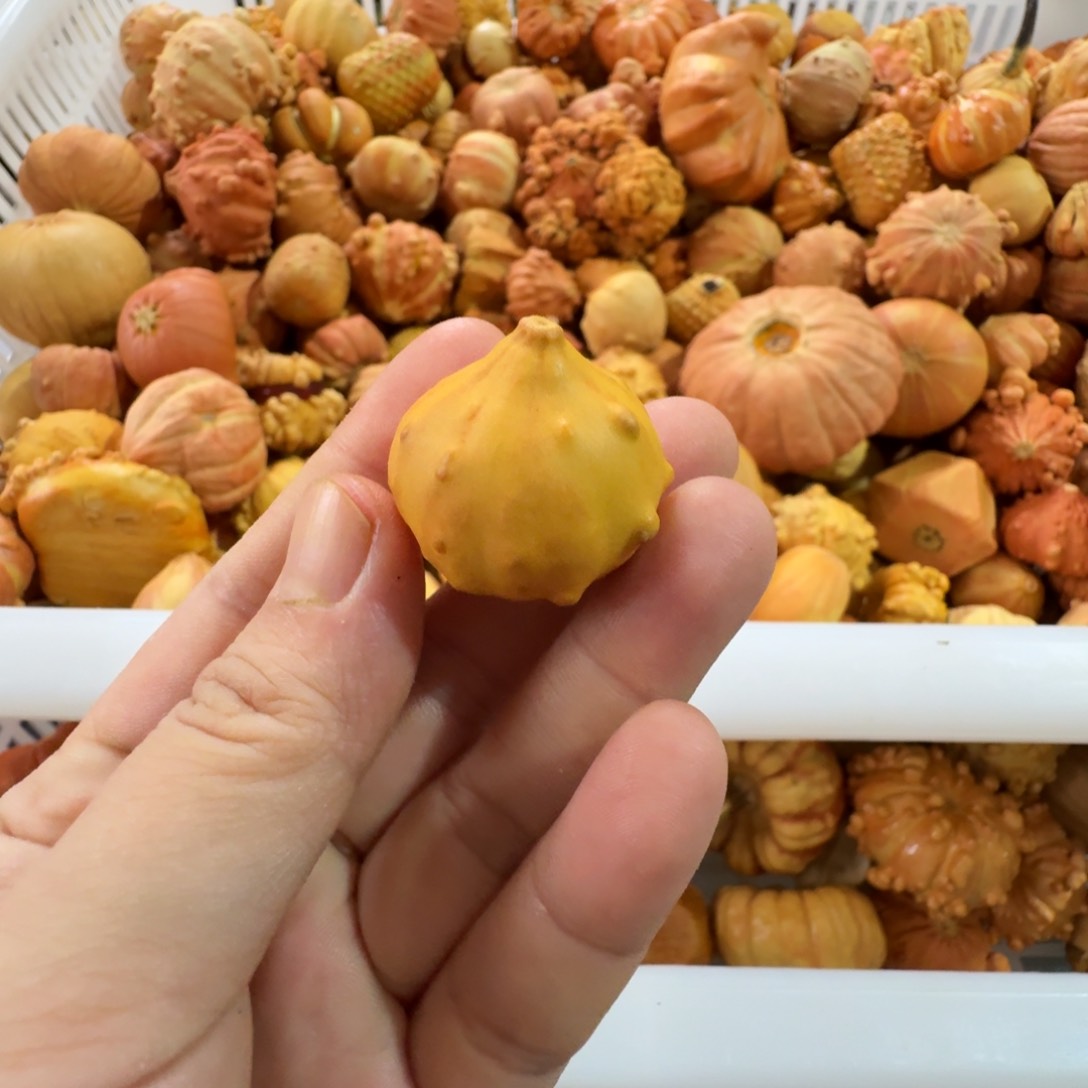 A*特价葫芦不退不换