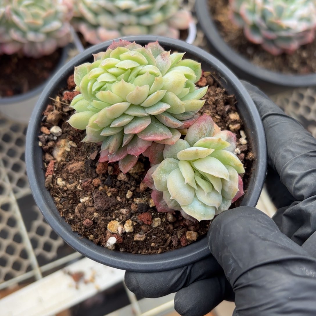 豆***奶哈哈哈哈哈哈好吧宝贝宝贝宝贝好