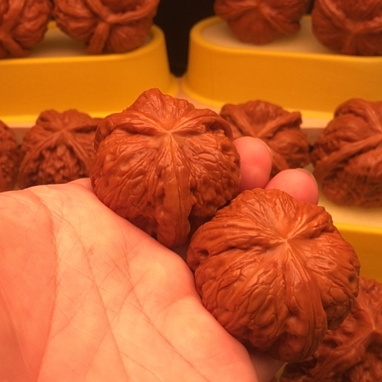骑***海核桃核桃核桃核桃核桃