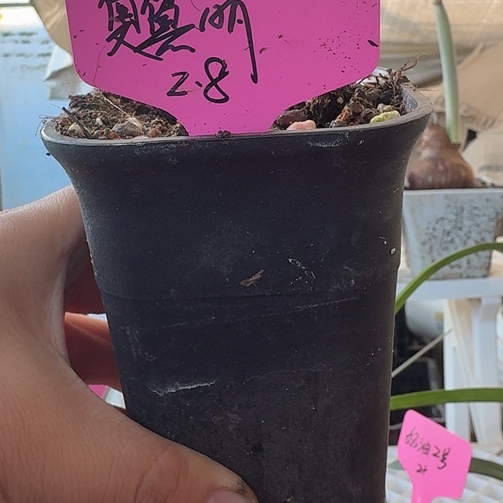 无花朵奥黛丽直径2.8