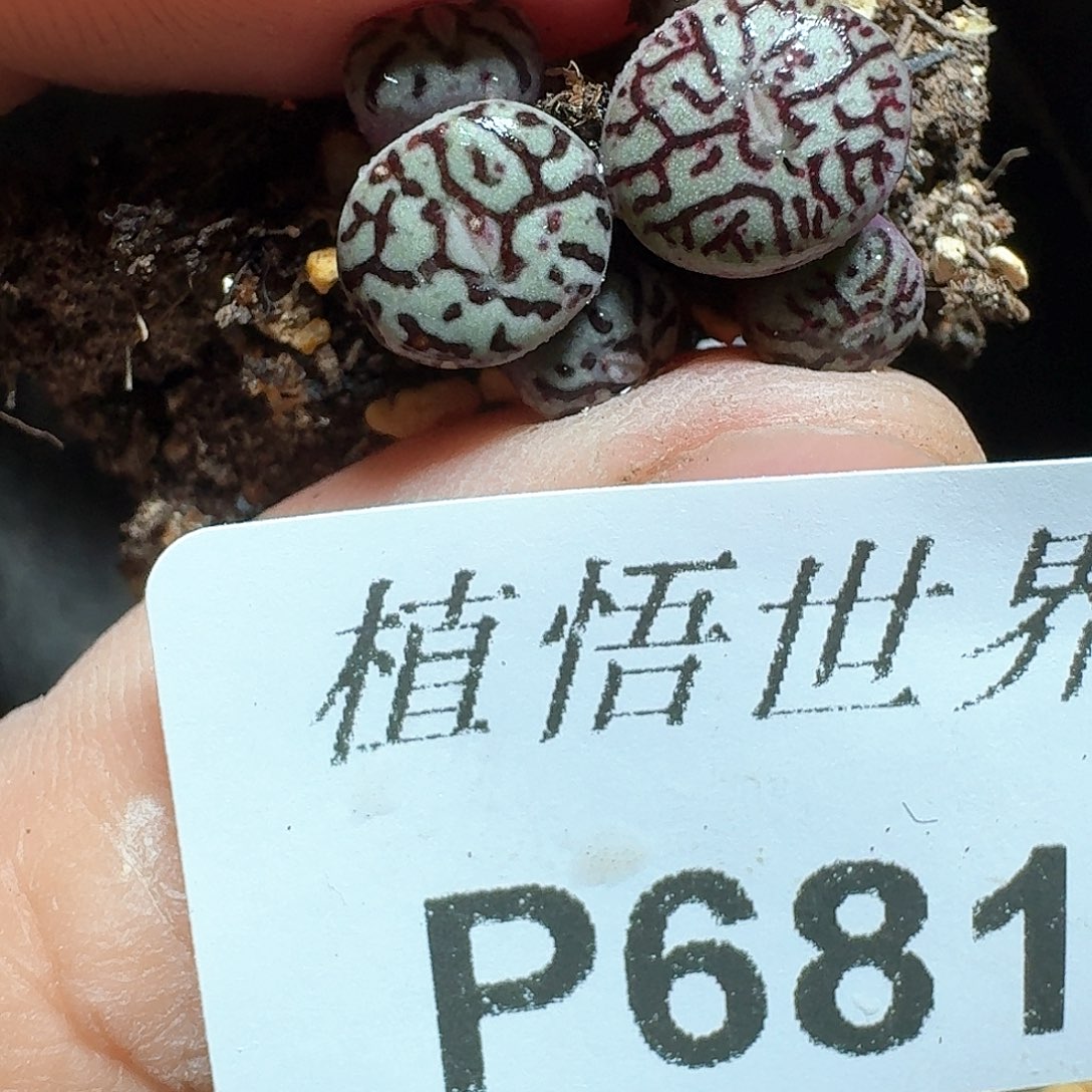 681j j多肉植物哇vg h h