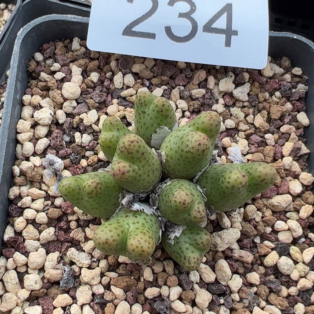 一物一拍脱土发母本草莓斑马234