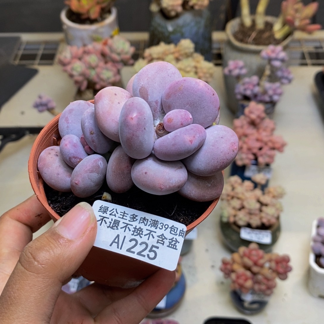 225大叶奶多肉7cm