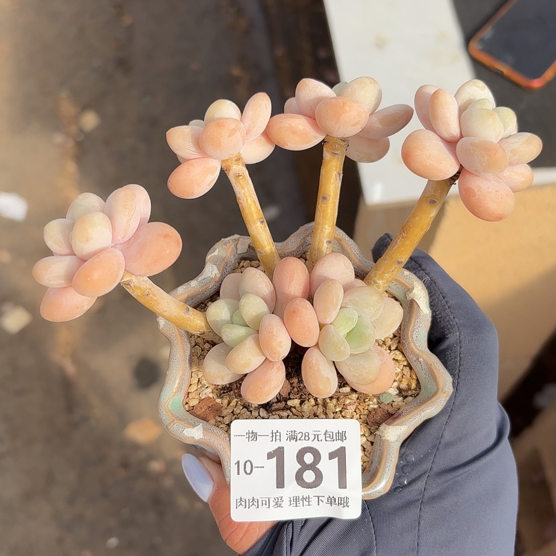 珍妮手指无盆无发货无