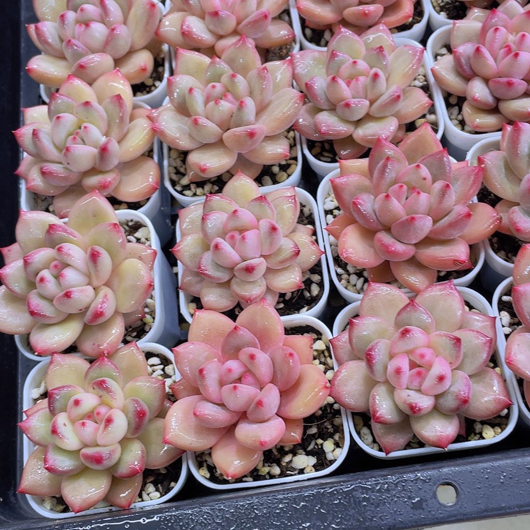 量拍111号 香克斯美人单头一个