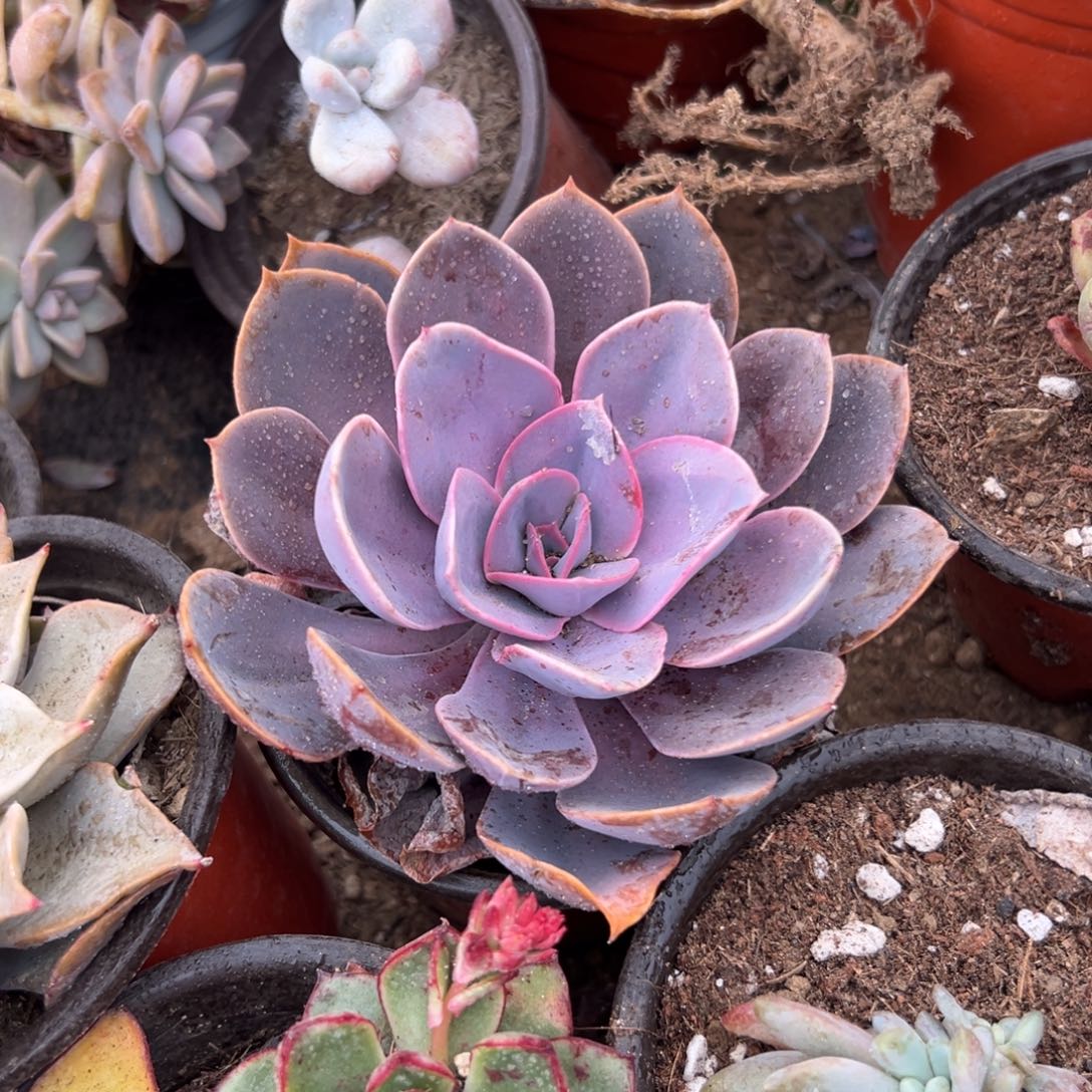 多肉植物多肉植物