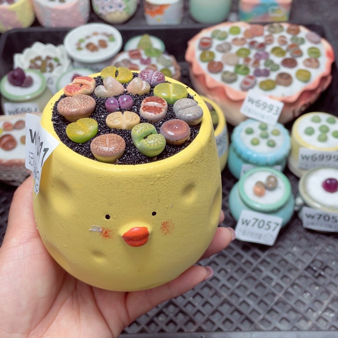 w7011高小黄鸡 一份一盆量拍