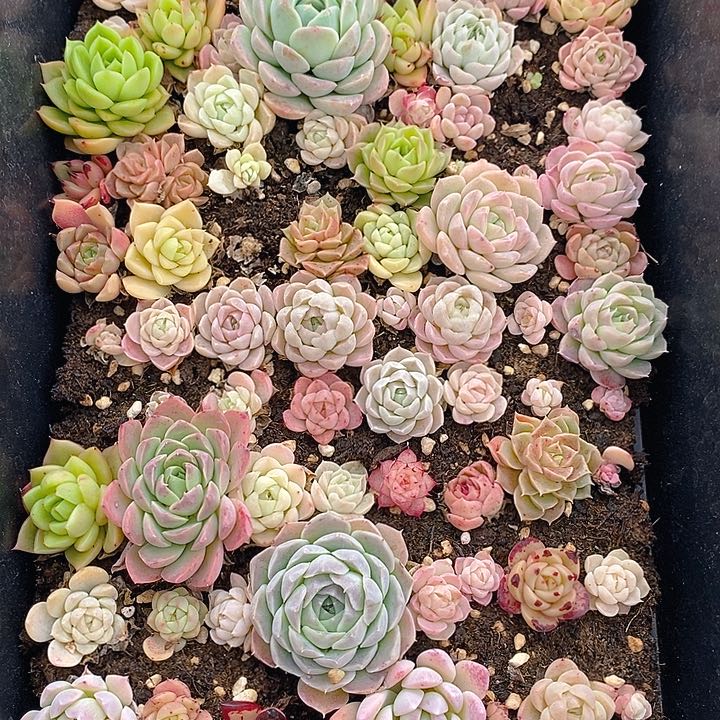 64 多肉植物盆栽花卉植物