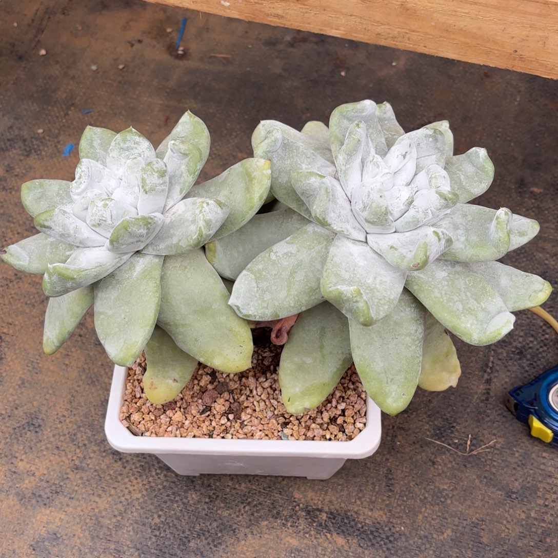 煜***妈拇指，仙女杯多肉。