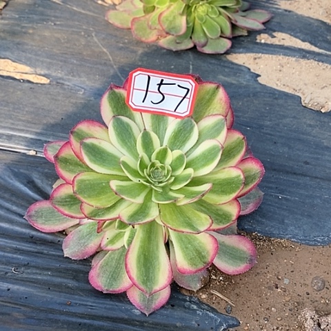 千**雪倾城捧花法师157链接