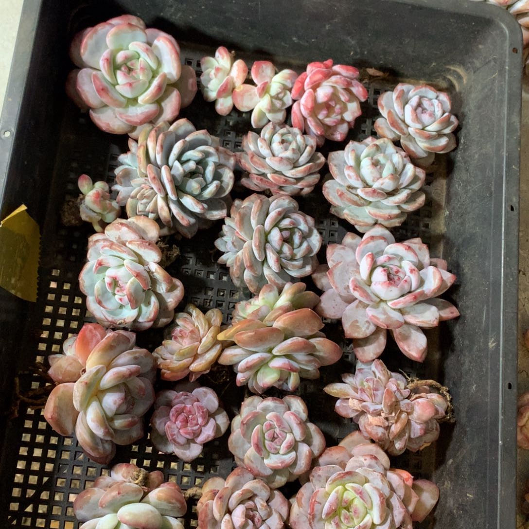 20颗石榴籽默认单头哈哈哈哈哈