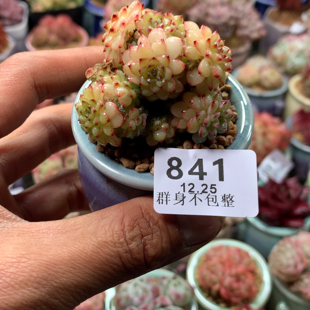 精控拇指盆13.25841