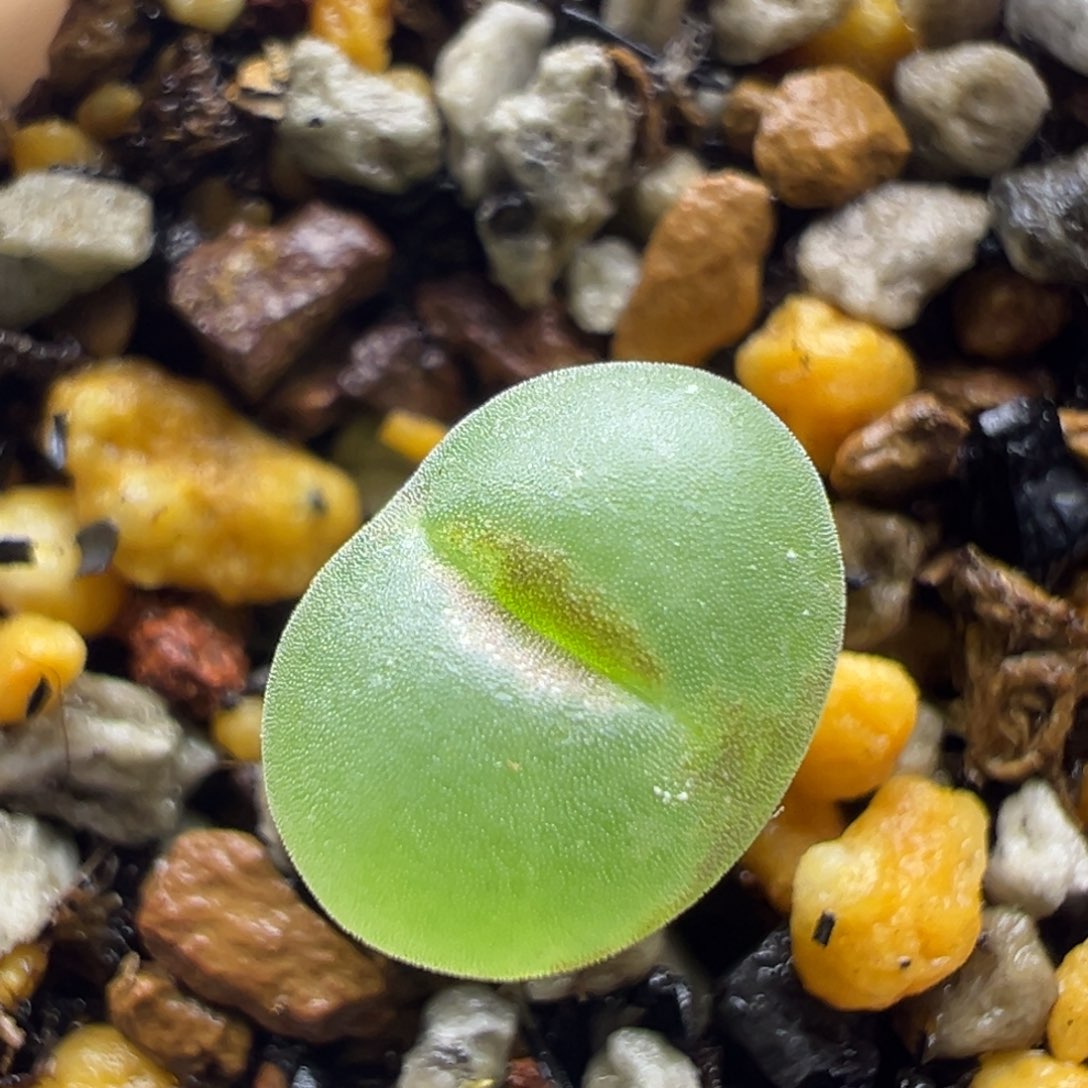 60粉红女郎纽扣母本一物一拍