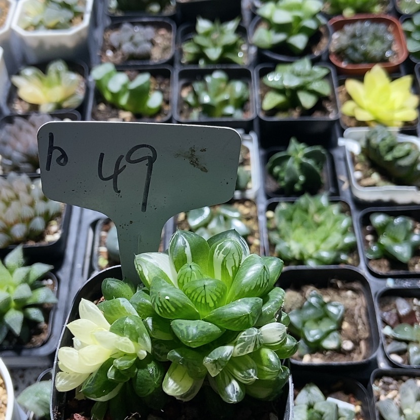 【闪购商品】49苏州锦