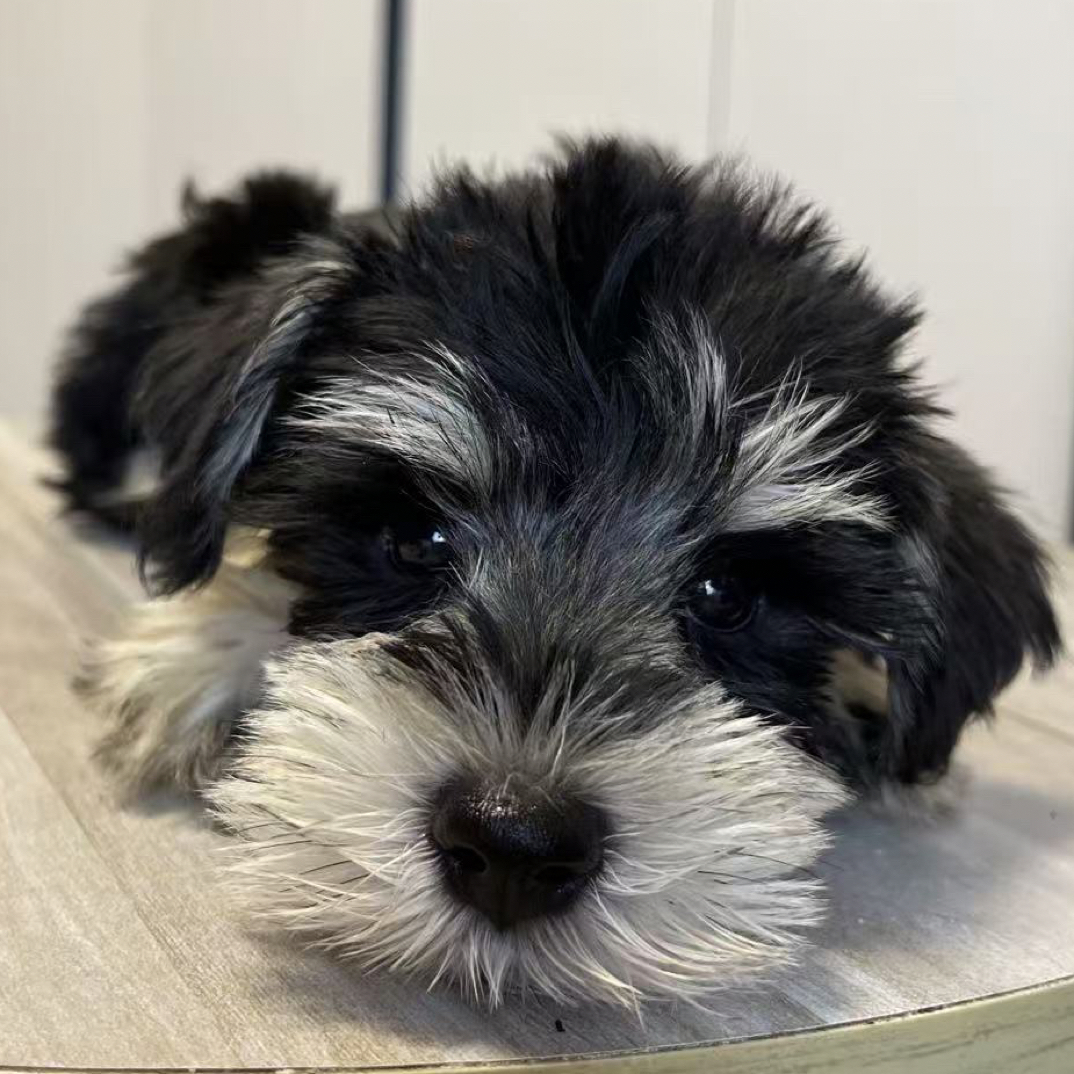 雪宝家福利活动幼犬