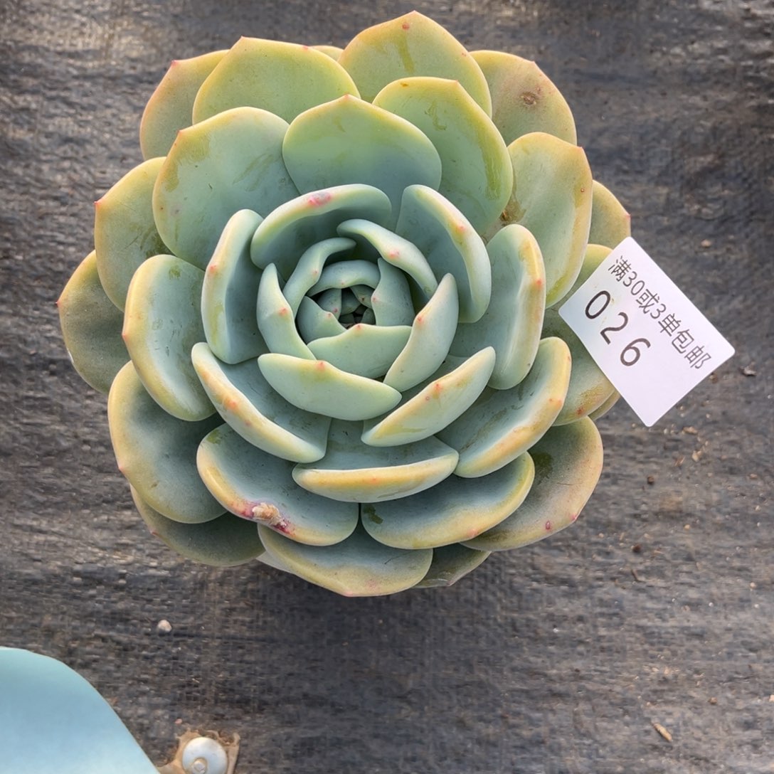 B***i026凤橙多肉…………多肉